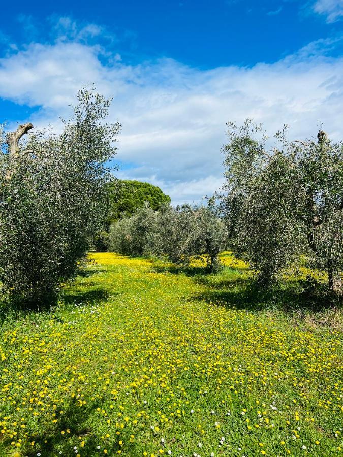 B&B Valle D'Oro Ansedónia エクステリア 写真