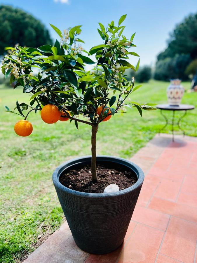 B&B Valle D'Oro Ansedónia エクステリア 写真